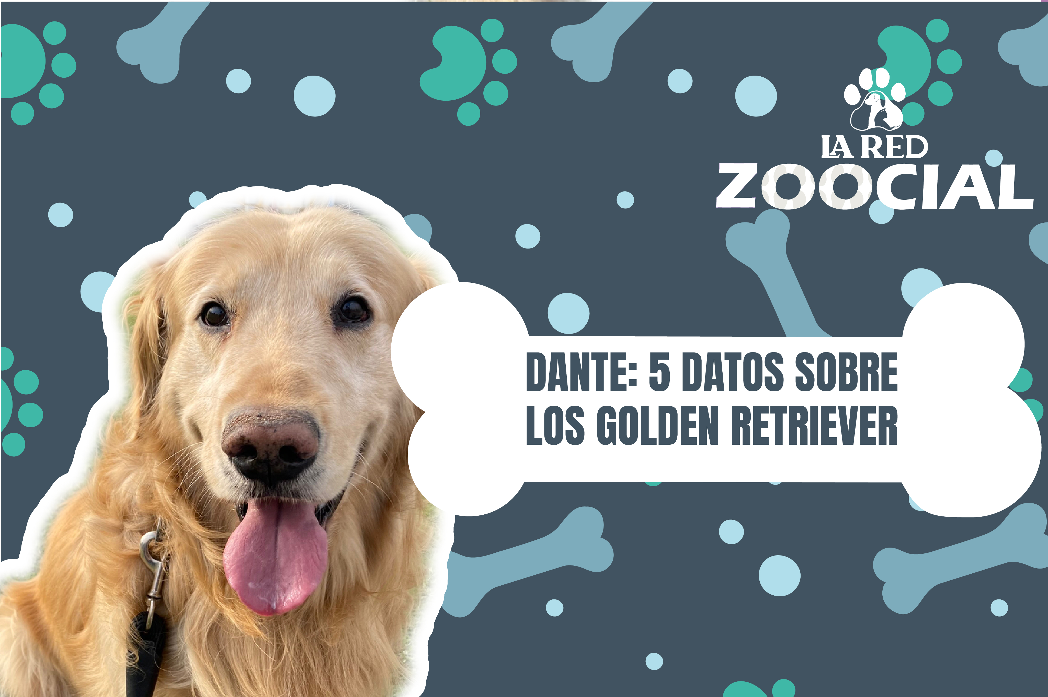 (VIDEO) Cinco cosas que debe saber sobre los golden retriever