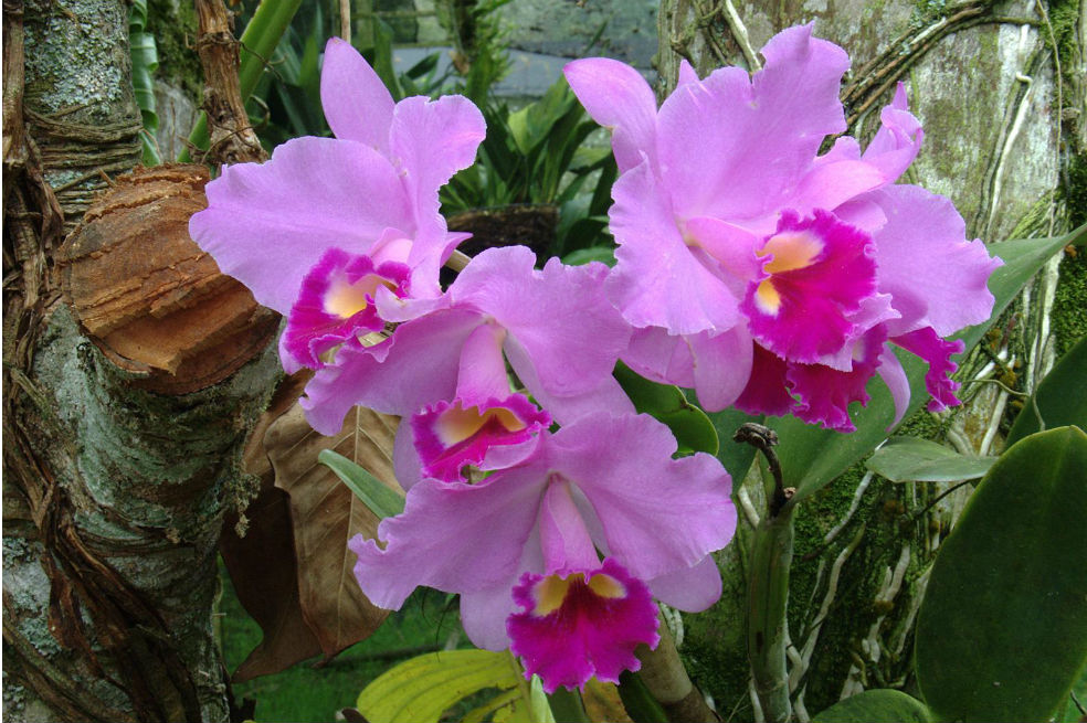Los motivos de Colombia para celebrar su biodiversidad