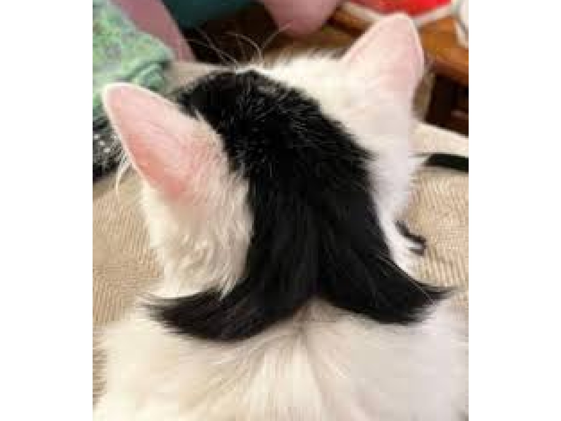 Gatito se hace viral por tener un “mullet” natural en su pelaje: ¿por qué ocurre esto?