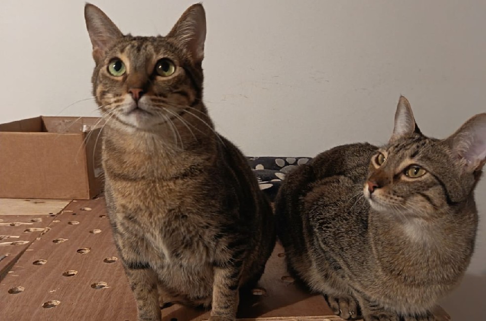 Sarabi y sus crías esperan una familia: la historia de cuatro gatos en adopción