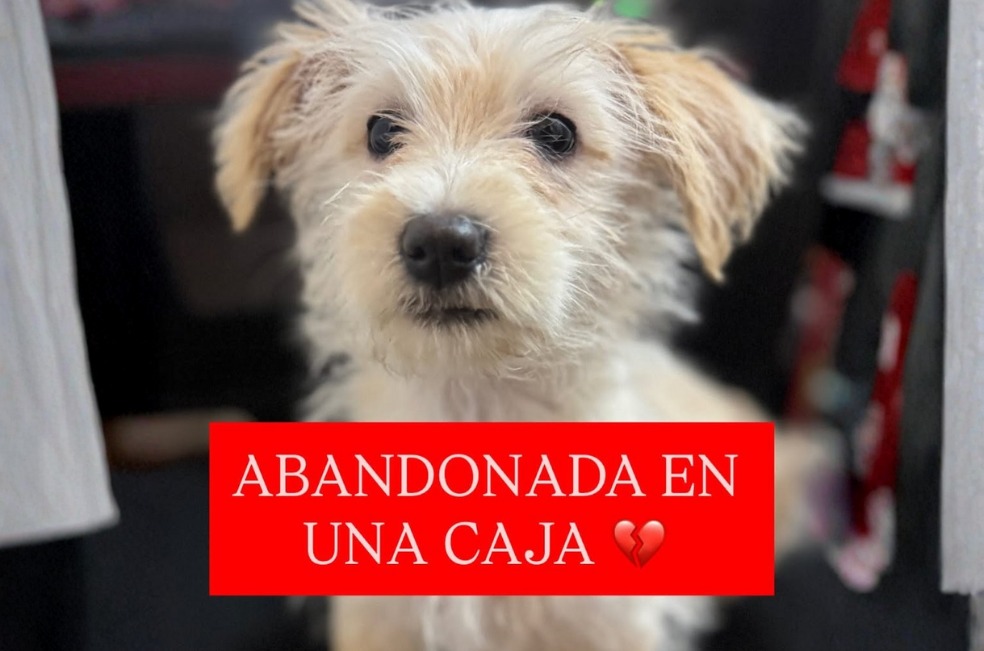 Con el dinero recaudado, a Mechuda la vacunarán, desparasitarán y le realizarán un chequeo veterinario completo para descartar cualquier problema de salud.