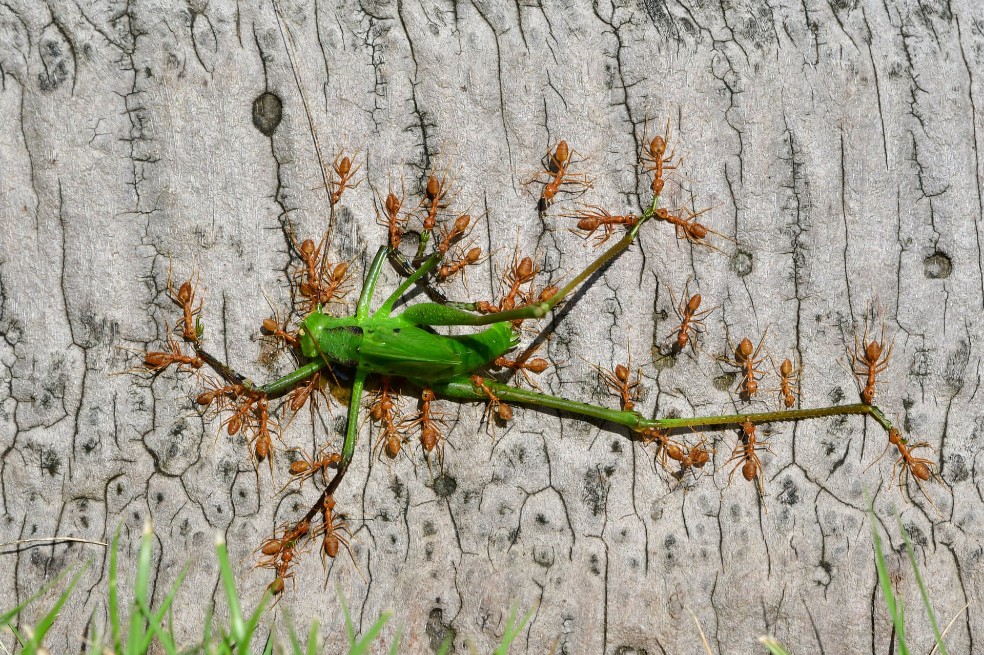 Trabajando juntos, por Minghui Yuan:
El chino notó a un grupo de hormigas en el jardín botánico tropical Xishuangbanna, en Yunnan. El fotógrafo se sorprendió porque estas especies son feroces por naturaleza y son buenas para atrapar todo tipo de insectos.
