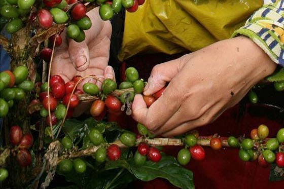 ¿Cómo El Niño afectará el precio de los alimentos?