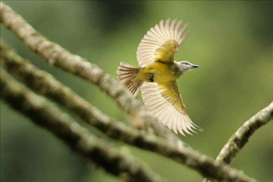 Colombia tiene un nuevo aviario que alberga más de 135 especies de aves