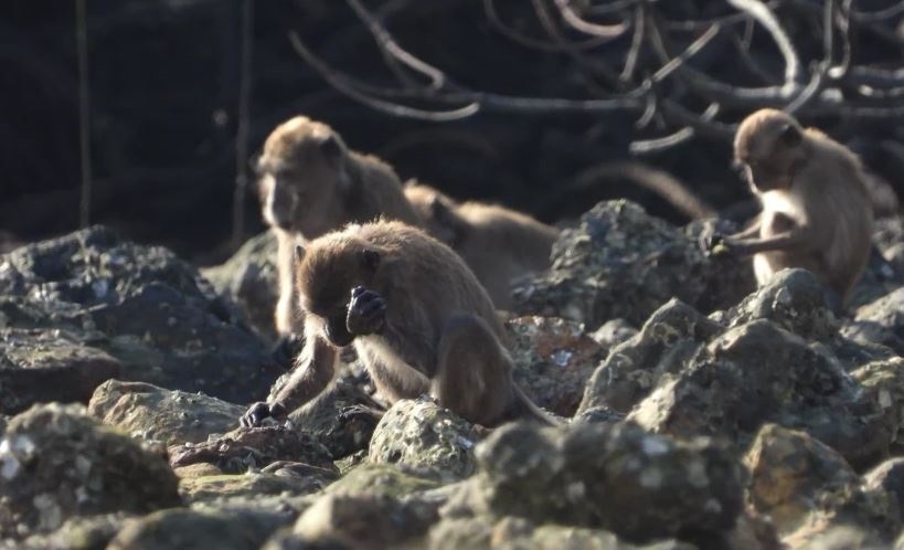 La fabricación de herramientas de piedra podría no ser exclusiva de los humanos
