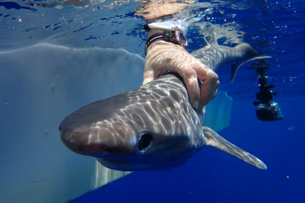 La nueva especie de tiburón que vive en las profundidades del Atlántico
