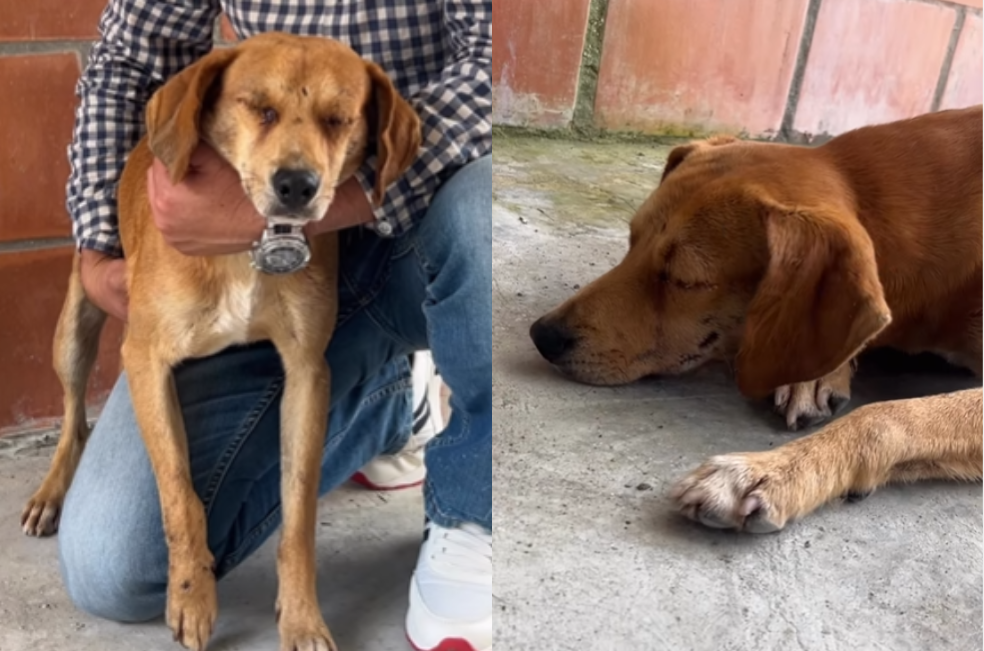 Este perrito de Tolima perdió la vista tras ser atropellado, ahora busca una nueva oportunidad
