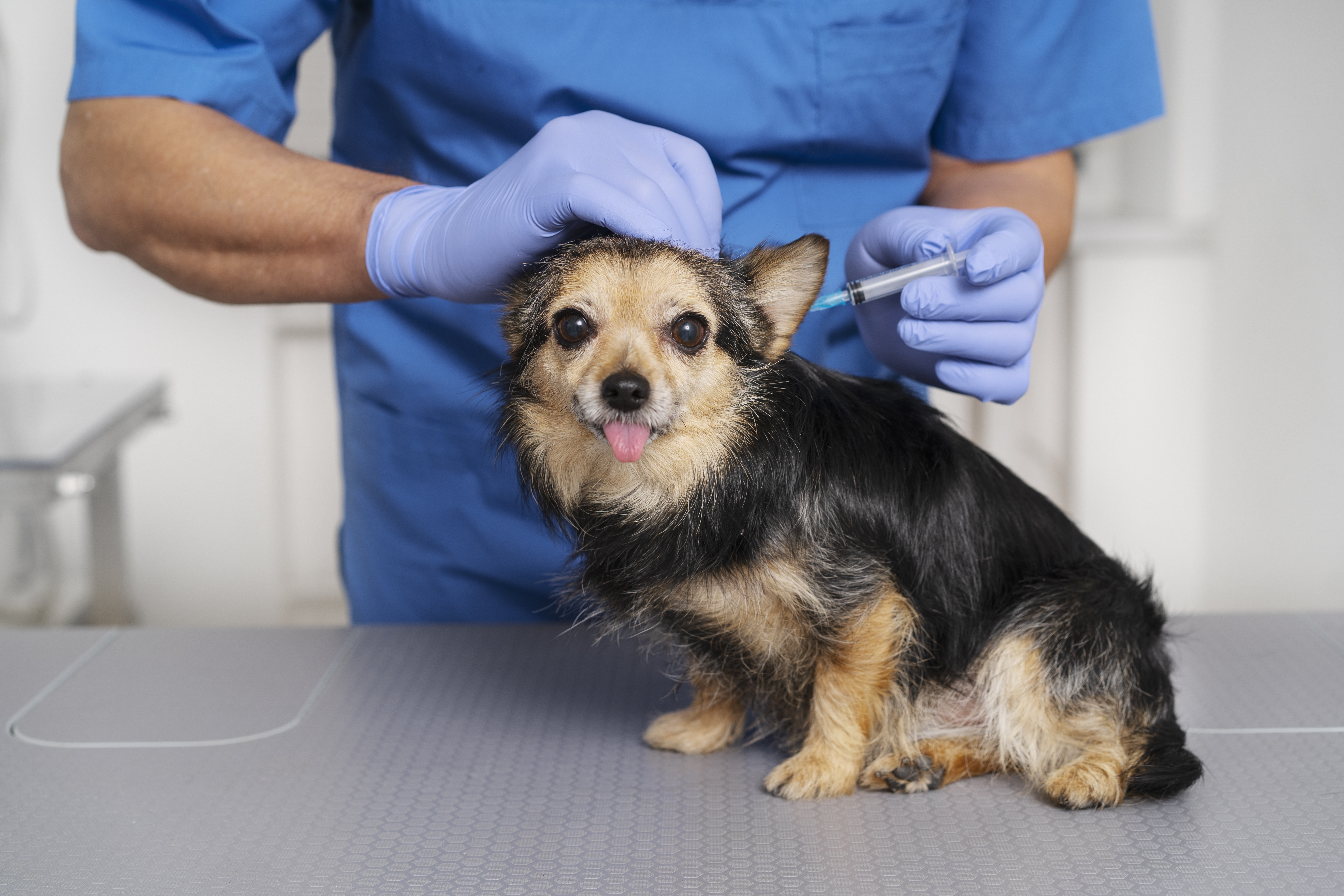 Vacunación gratuita para mascotas en Bogotá: consulte las localidades y barrios