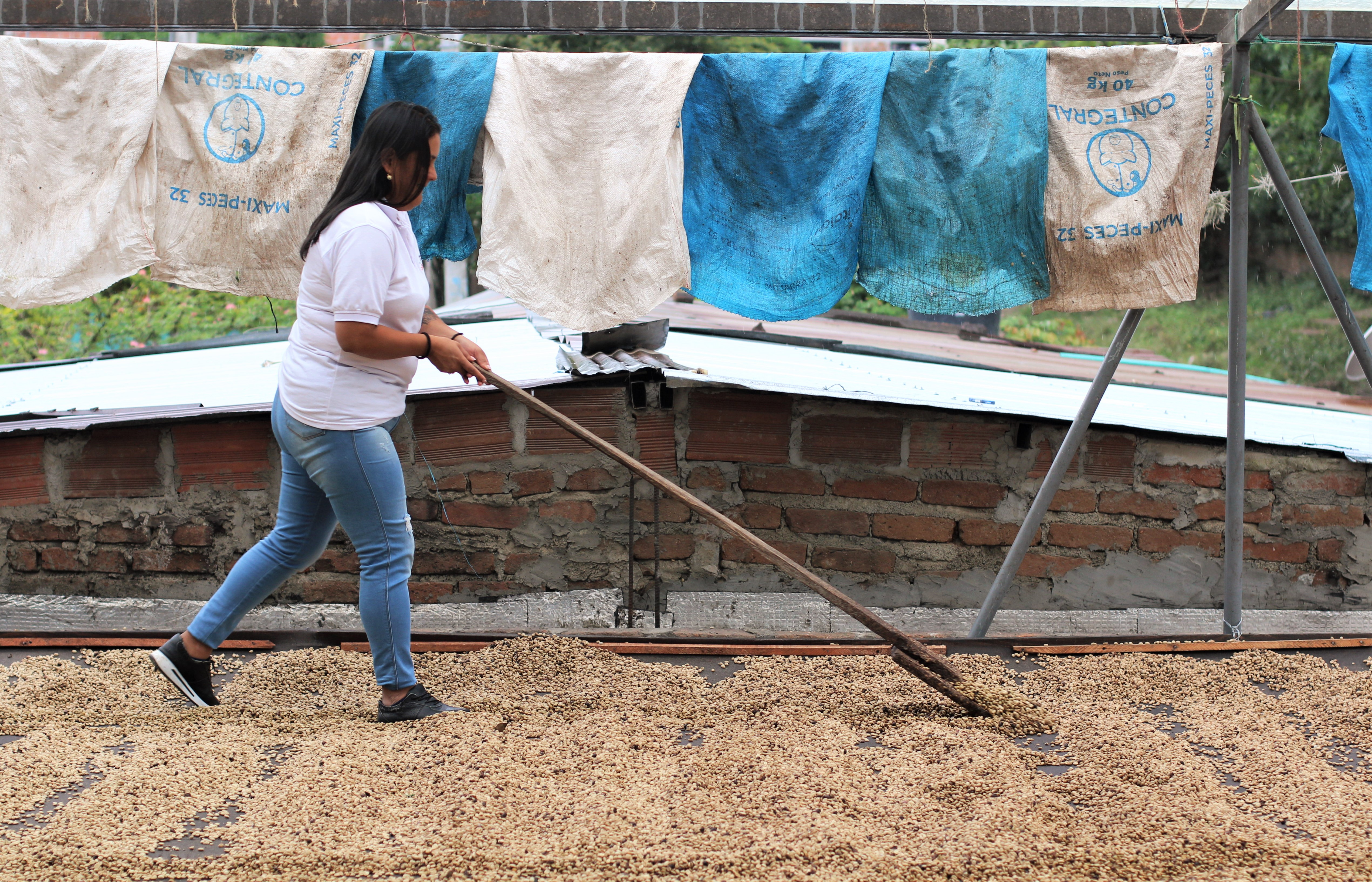 La Cooperativa Multiactiva Agroindustrial de Algeciras - Cafepaz fue creada por excombatientes en 2018 en el casco urbano de Algeciras y actualmente cuenta con 37 asociados.