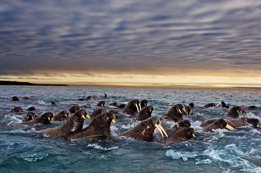 Impresionantes fotografías de la migración animal