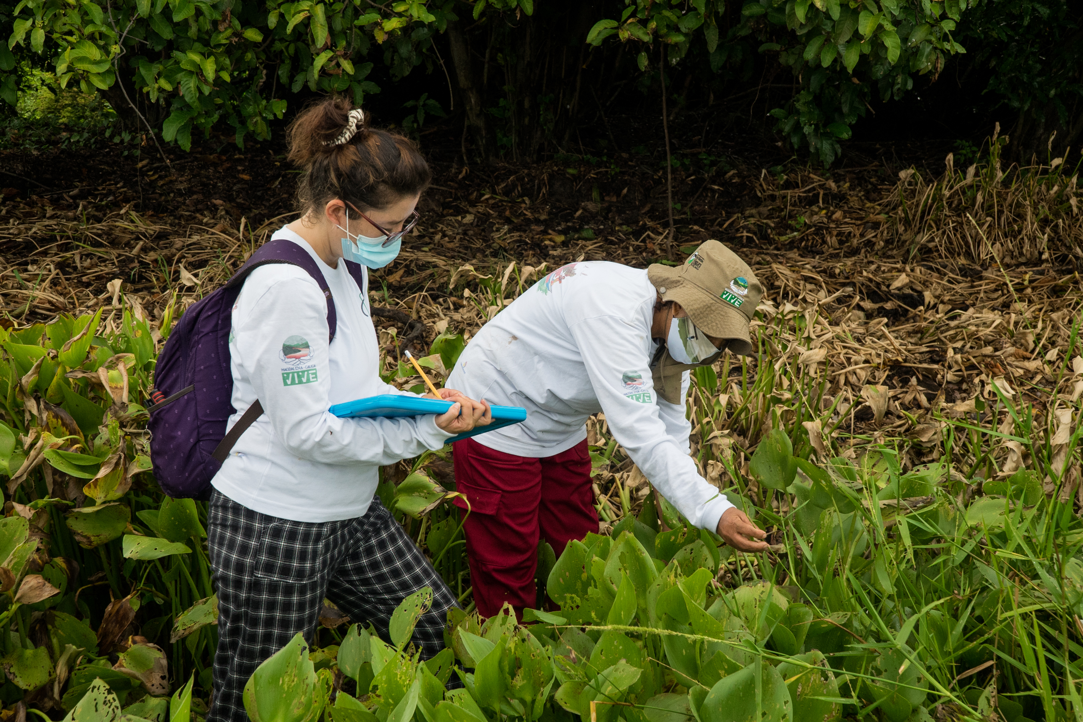 Yennifer García, experta en vegetación de la región Caribe, y Oladys Gutiérrez, conocedora local en botánica.