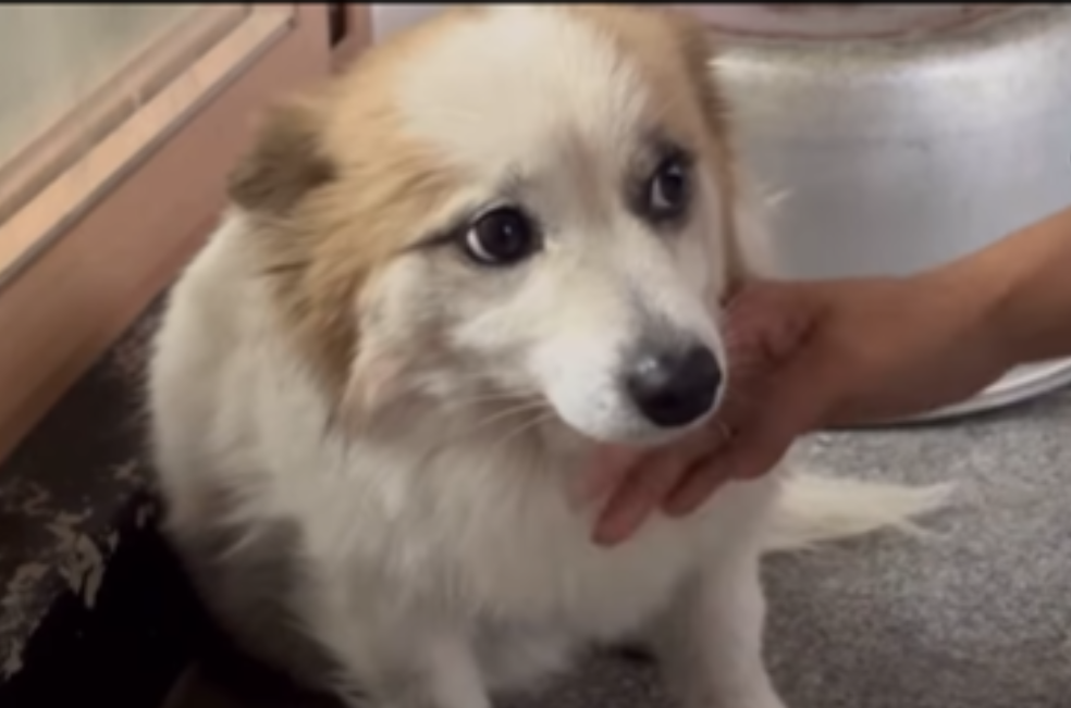 Buscan hogar para perro que perdió a toda su familia en accidente aéreo en Corea