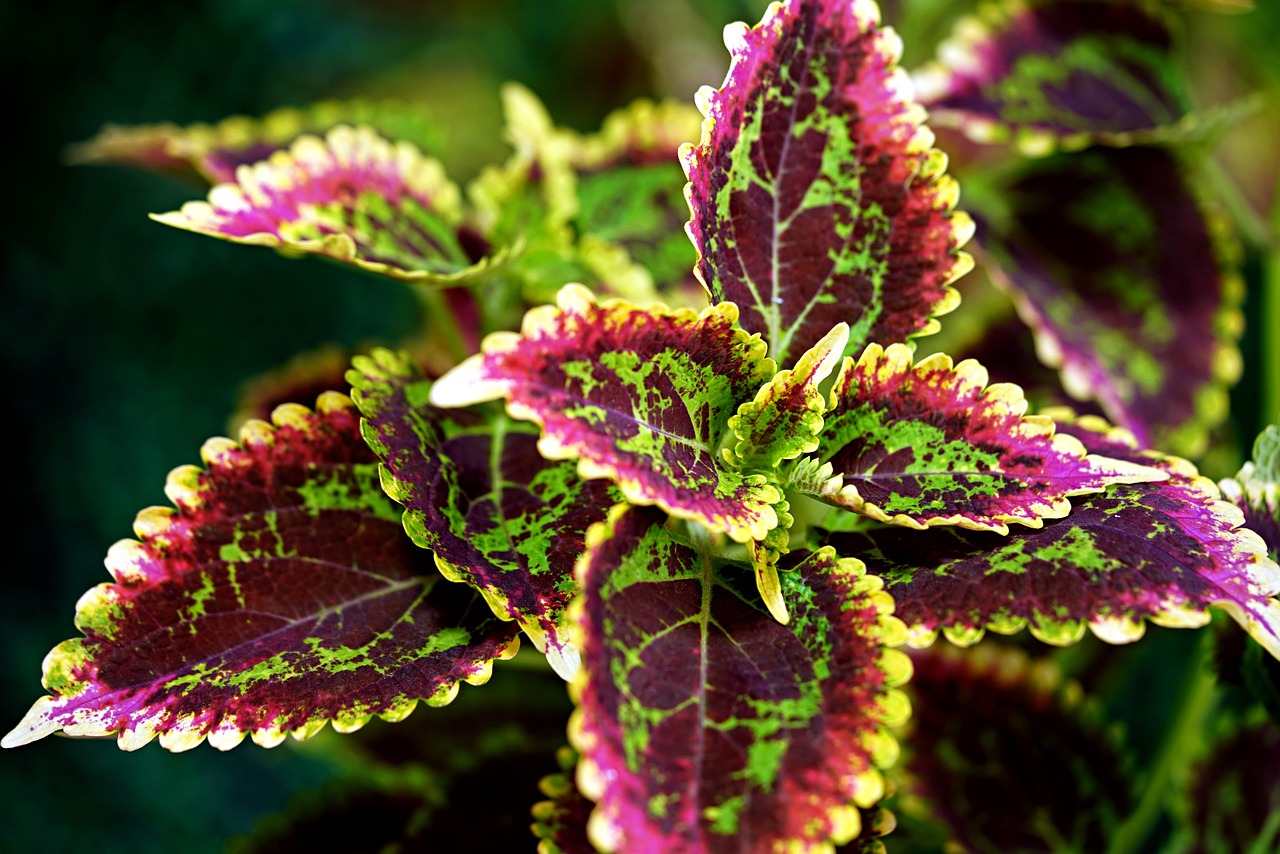 Cóleo, la planta de colores que dará vida a sus espacios