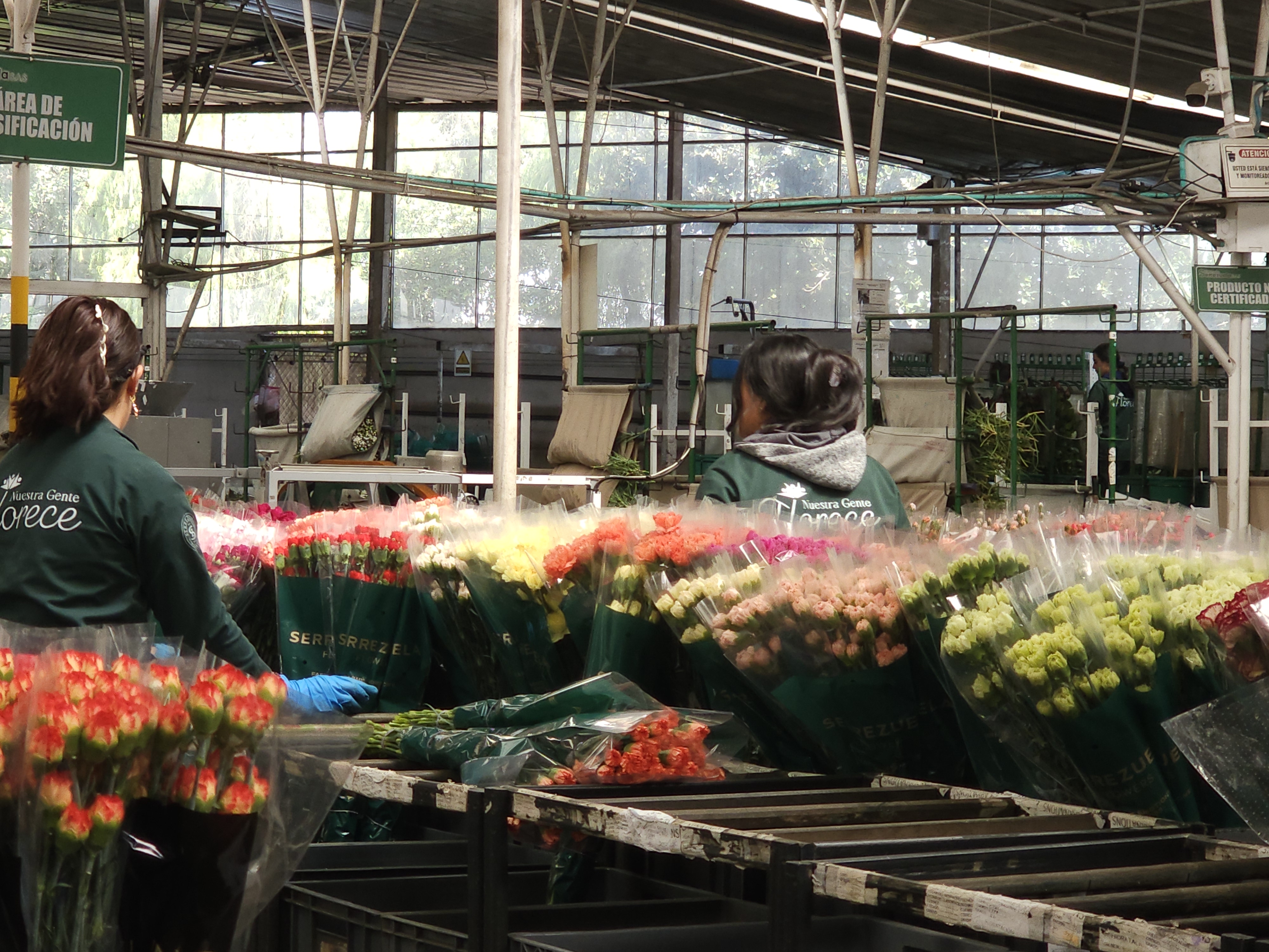 En la terminal de carga de El Dorado, la operación es milimétrica. Las flores ingresan a zonas estériles, son escaneadas al 100% y cuentan con acompañamiento de empresas de seguridad y Policía Antinarcóticos.