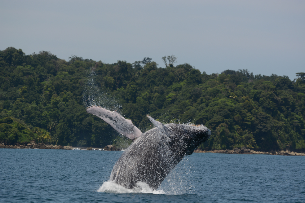Comienza la temporada de avistamiento de ballenas jorobadas en Colombia: dónde y cómo verlas