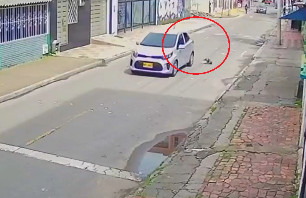 Autoridades buscan a individuo que arrojó a un gato de un vehículo en movimiento