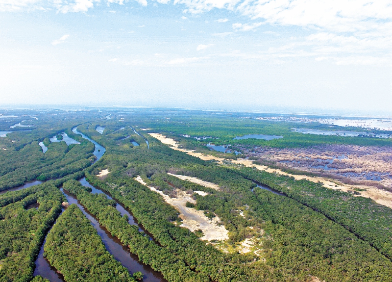 Reforestar el planeta ayudaría a cumplir el 37% de los Acuerdos de París