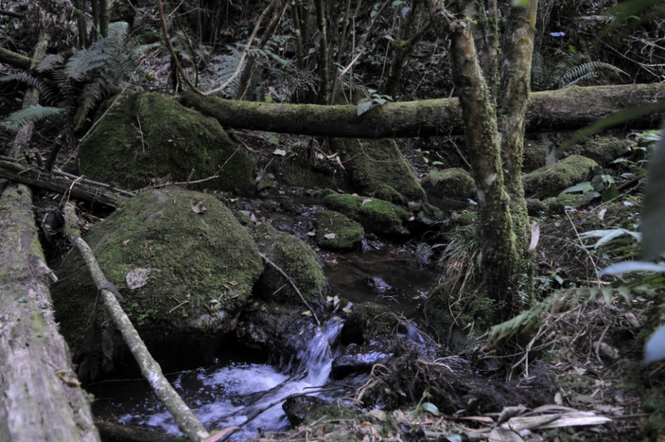 Bogotá, la capital que piensa en verde