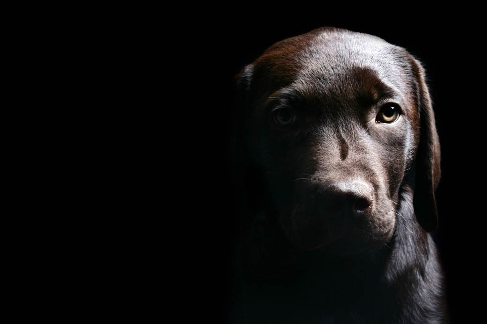 Los animales también enloquecen