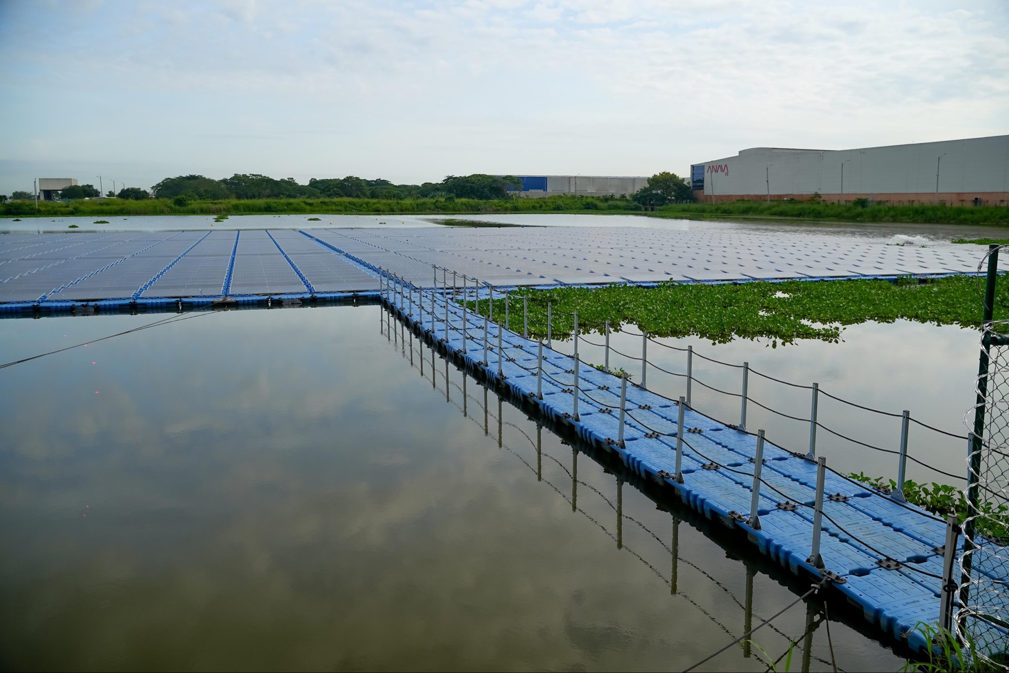 Bajo la superficie del agua, los humedales tienen algas y microalgas que necesitan oxigenación y luz solar para hacer fotosíntesis.