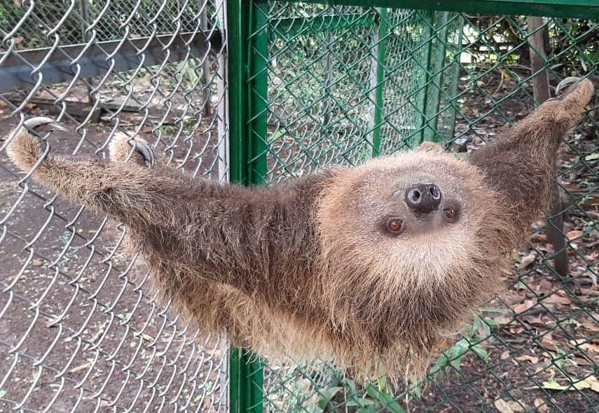 Liberan animales silvestres en reserva del Huila