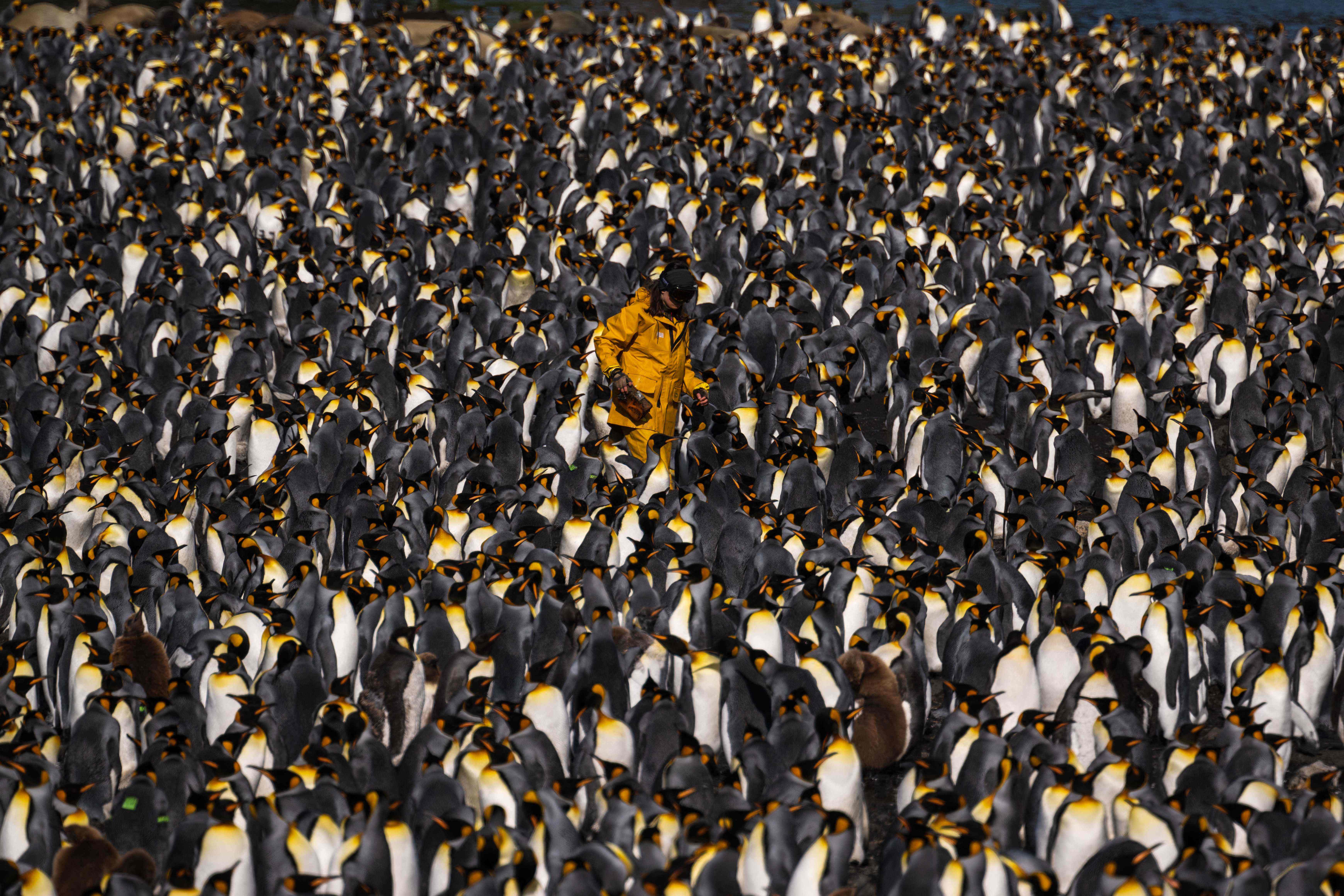En fotos: las islas Crozet, el imperio del pingüino rey