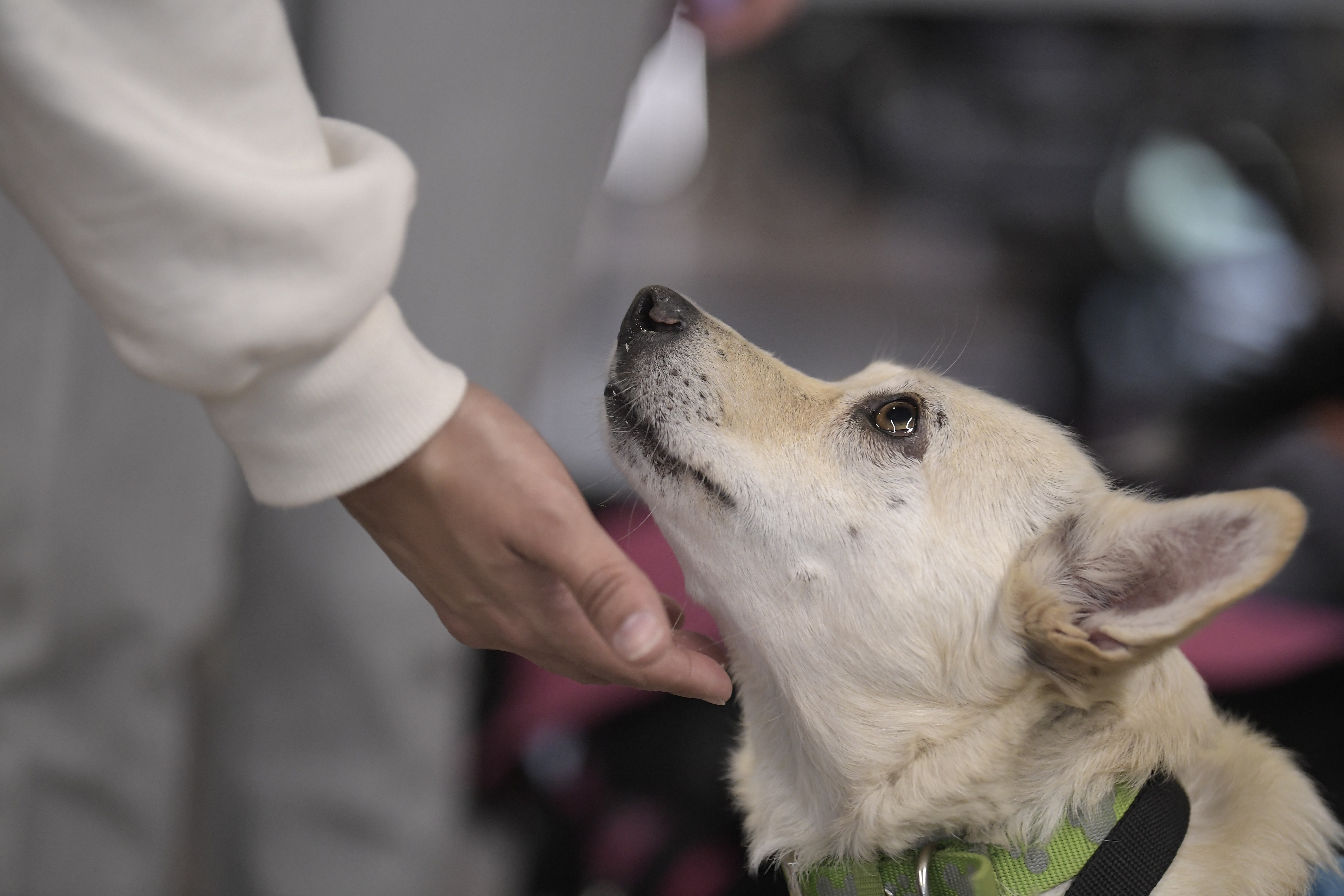 ¿Quiere cambiar la vida de un perro o un gato? Adopte este sábado en Bogotá