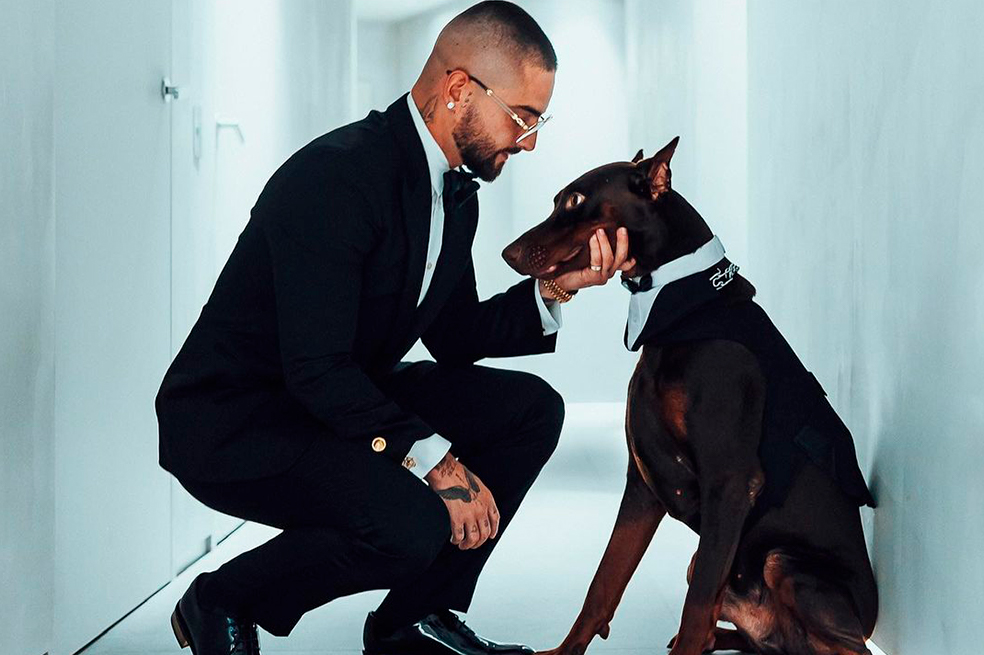 Así son los Dóberman, la raza de perro que tiene Maluma