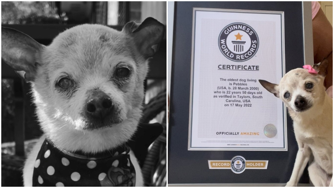 Pebbles, la perrita más longeva del mundo, falleció a sus 22 años