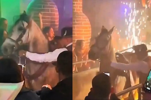 Anuncian investigación por maltrato animal tras uso de caballo en bar de Bogotá