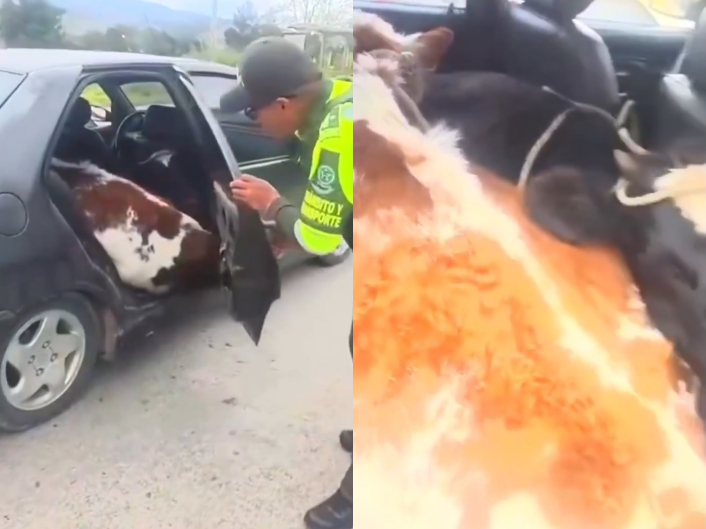 Hallan dos terneros robados en el asiento trasero de un carro durante un operativo en Boyacá