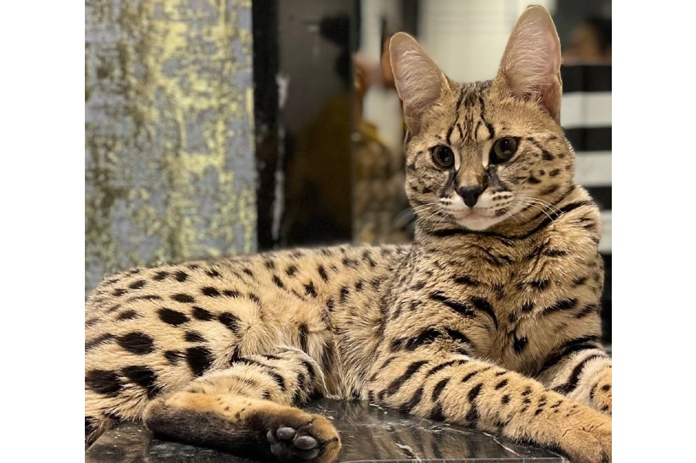 ¿Lo ha visto? Mujer ofrece recompensa de casi $30 millones por encontrar a su gato perdido