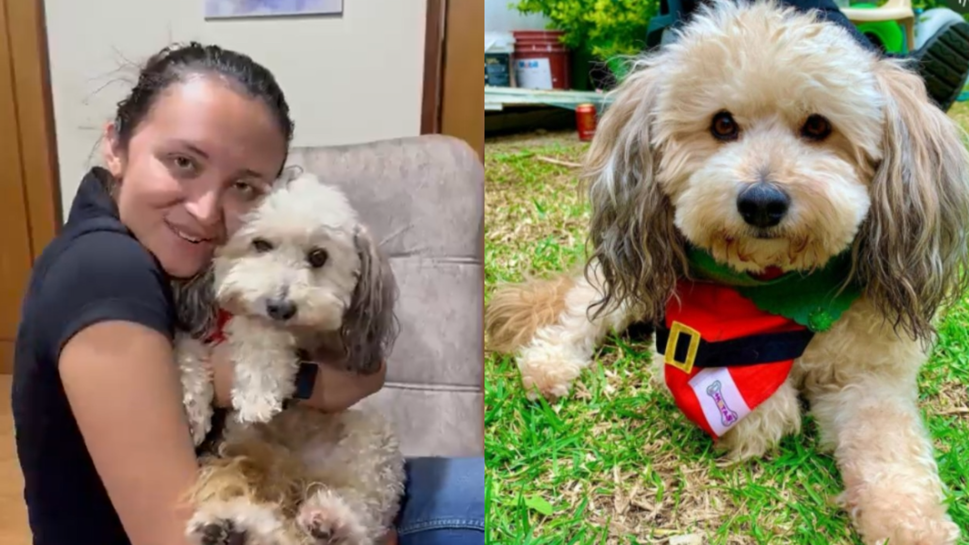 Un final feliz: familia se reencuentra con ‘Milo’ tras el robo de su vehículo