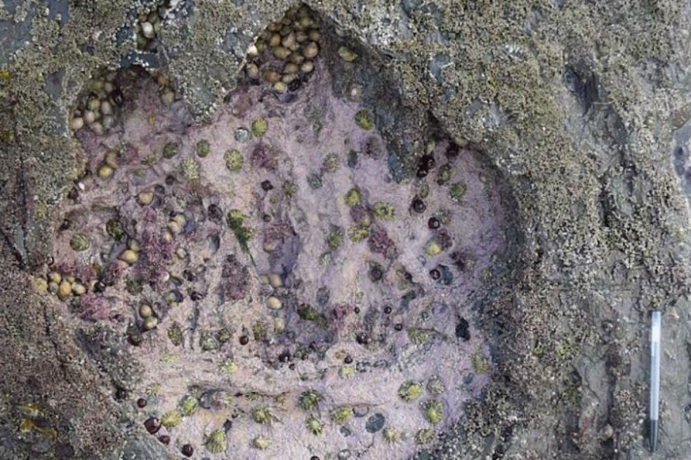 Aparecen en Escocia huellas de antepasados del Tyrannosaurus Rex
