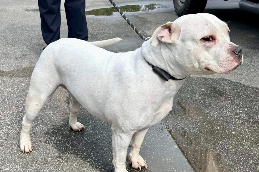 Familia denuncia que un refugio dio en adopción a su perro, ¿qué pasó?
