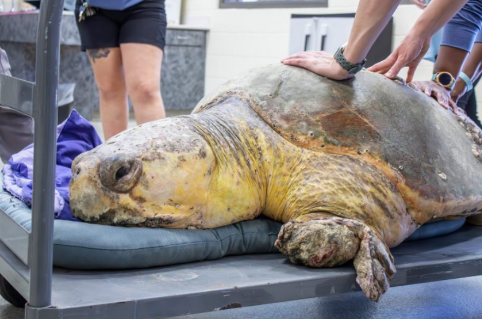 (Video) Bubba, una tortuga de 160 kg, vuelve al océano tras sanar sus aletas