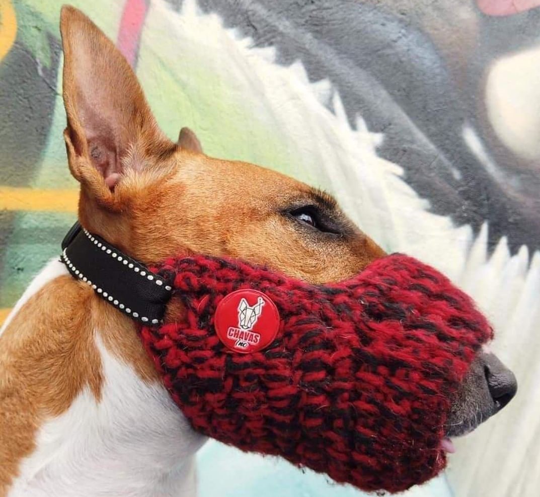 Chavas Inc., el emprendimiento que fabrica bozales tejidos para su mascota