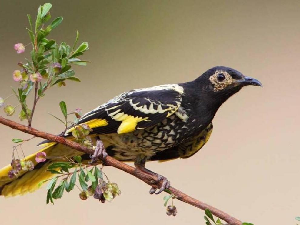 Un pájaro en peligro de extinción está olvidando cantar por el declive de su población