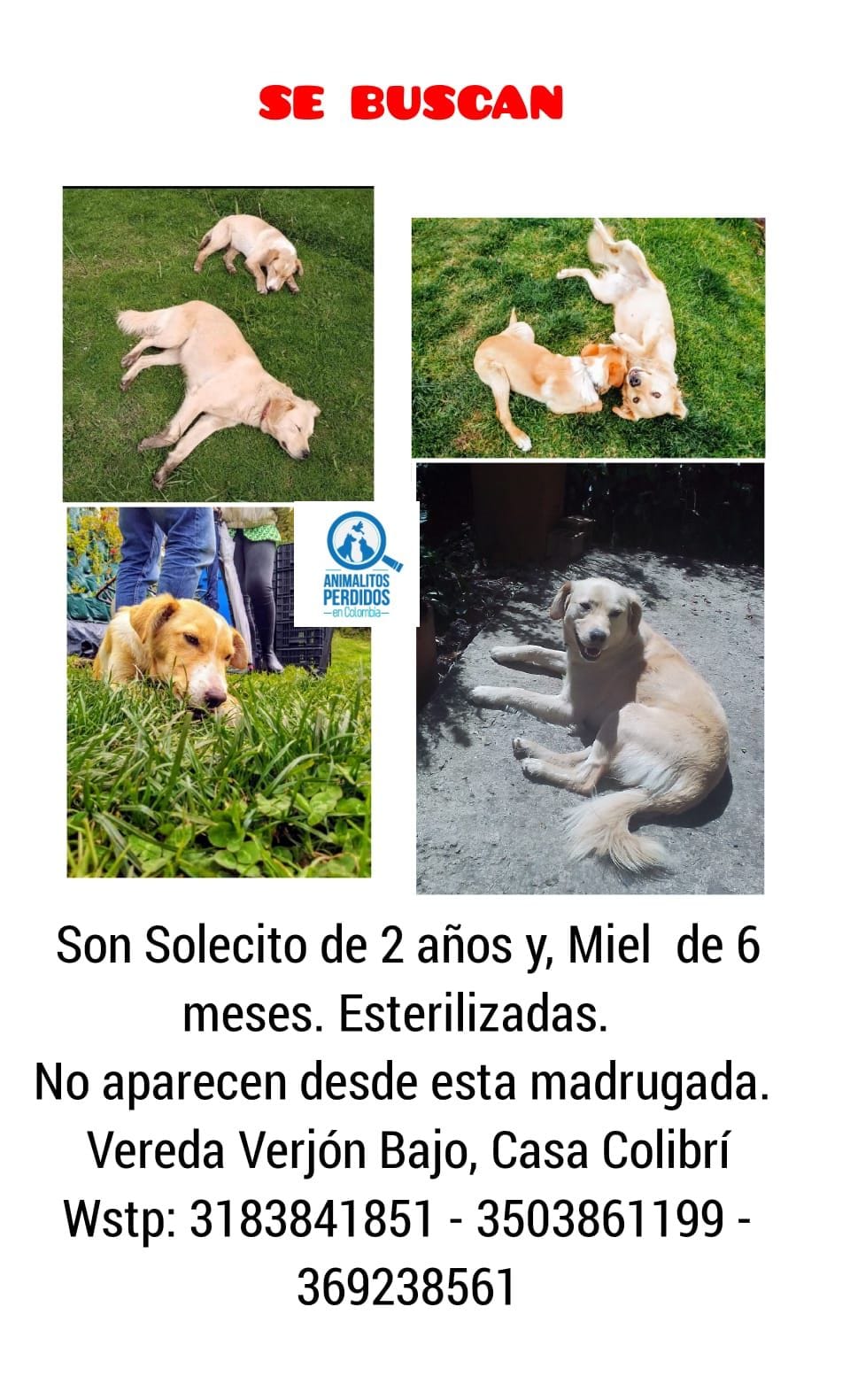 Ambas mascotas se perdieron el mismo día.