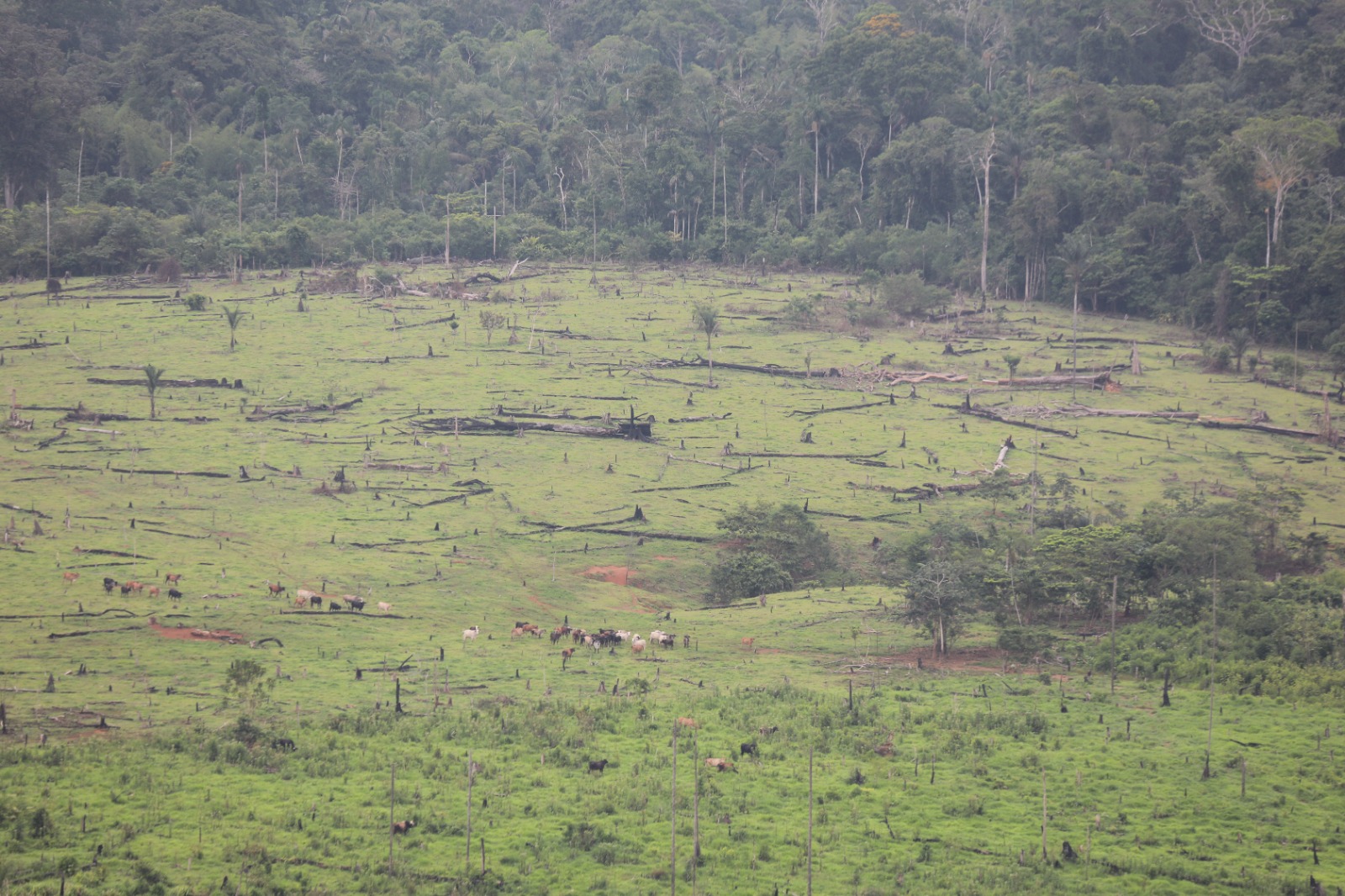 Deforestación en Colombia alcanzó 72.409 hectáreas en 2025, 6% más que en 2024