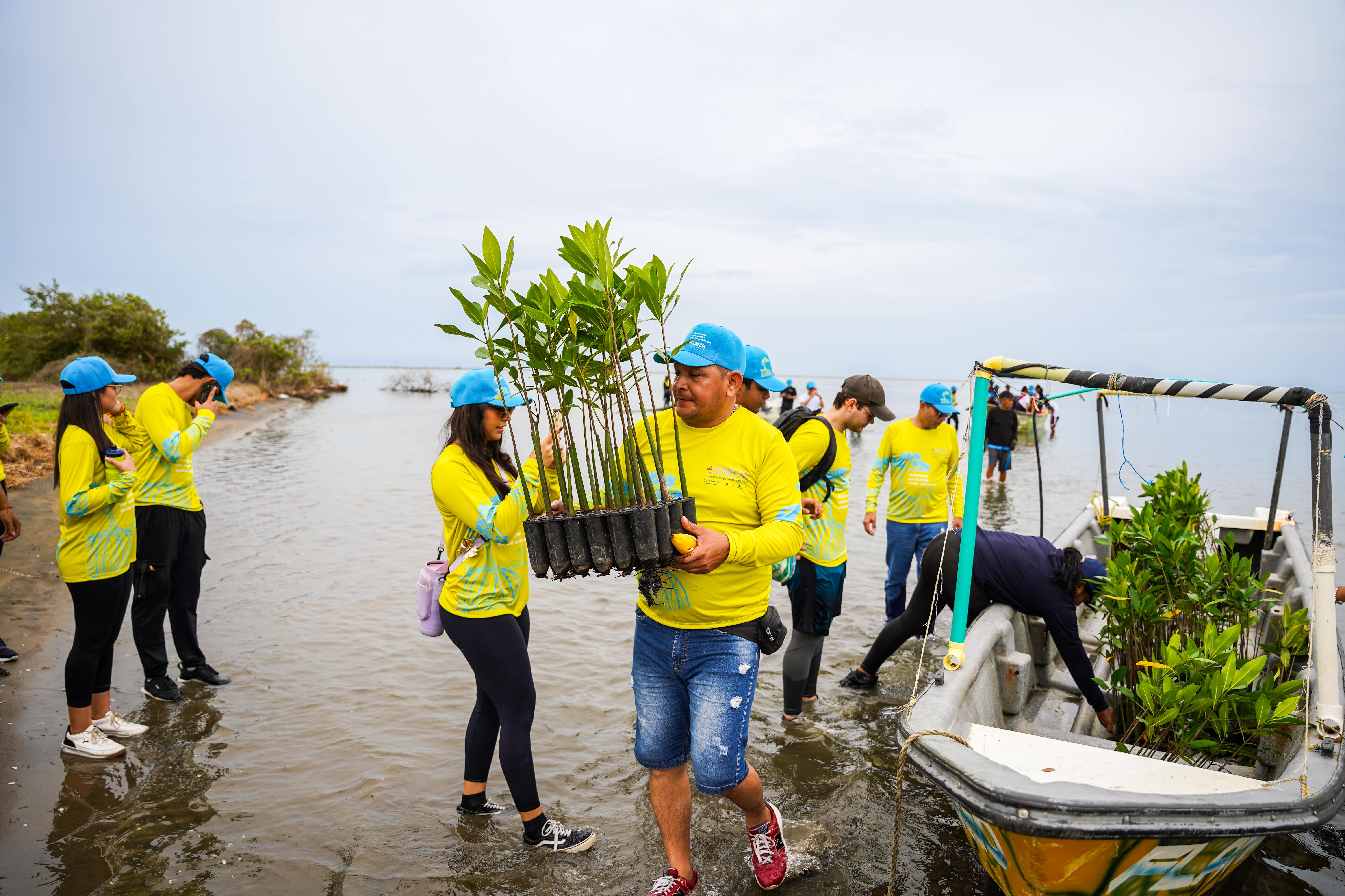 En los últimos cinco años
se han recuperado 250
hectáreas de ecosistemas
costeros en Bolívar,
Atlántico y Sucre.