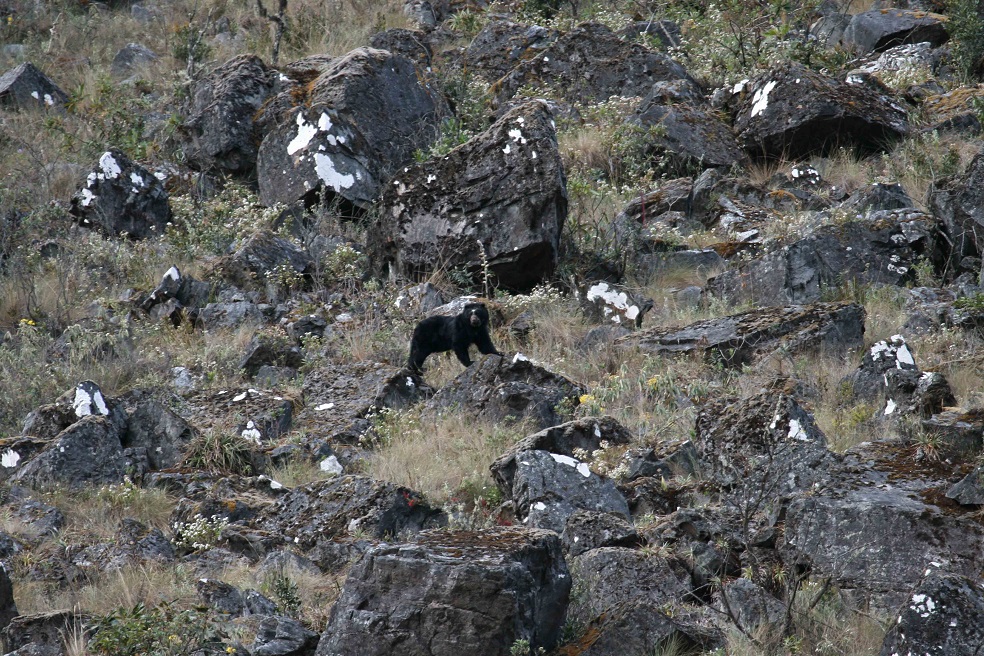 En Bolivia y Perú se encuentra el 70% de la población de osos de anteojos.Foto: Robert Wallace / WCS Bolivia.No obstante, en cada uno de los países donde aún habita el Tremarctos ornatus se están haciendo esfuerzos para su conservación y para reducir las amenazas. En el Día Mundial para la Protección de los Osos de Anteojos, Mongabay Latam ofrece un panorama del trabajo de conservación que se está haciendo en Bolivia, Colombia, Ecuador y Perú.
