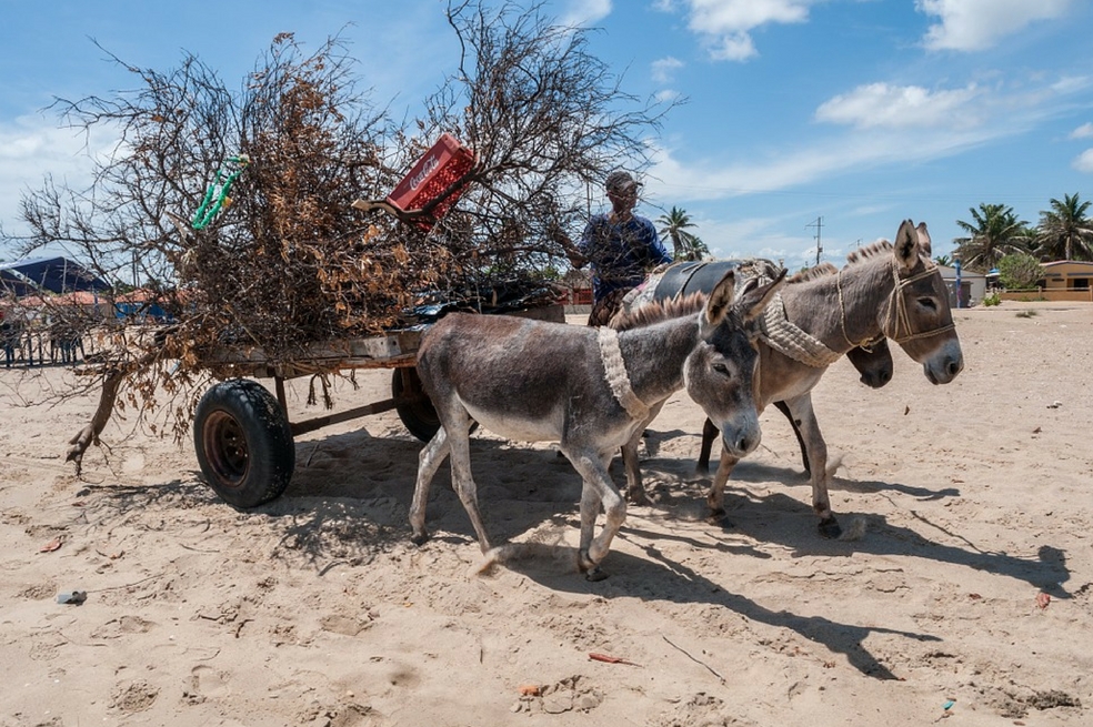 De la extinción de los burros a una empresa de alta tecnología
