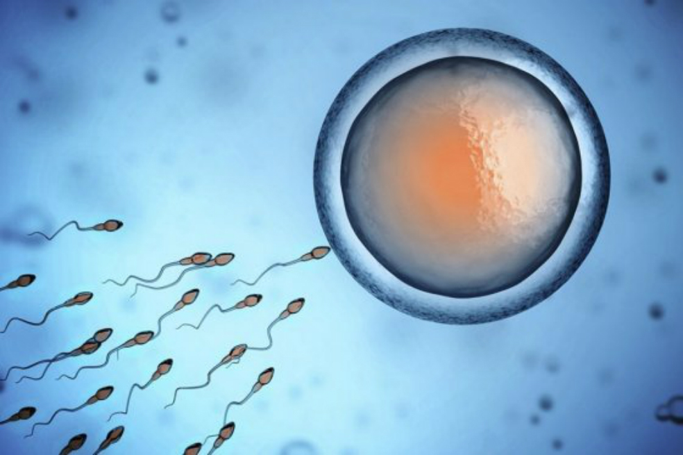¿Qué alimentos comer para mejorar la calidad del semen?