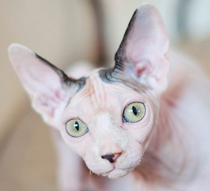 ¿Por qué algunos gatos no tienen casi pelo?