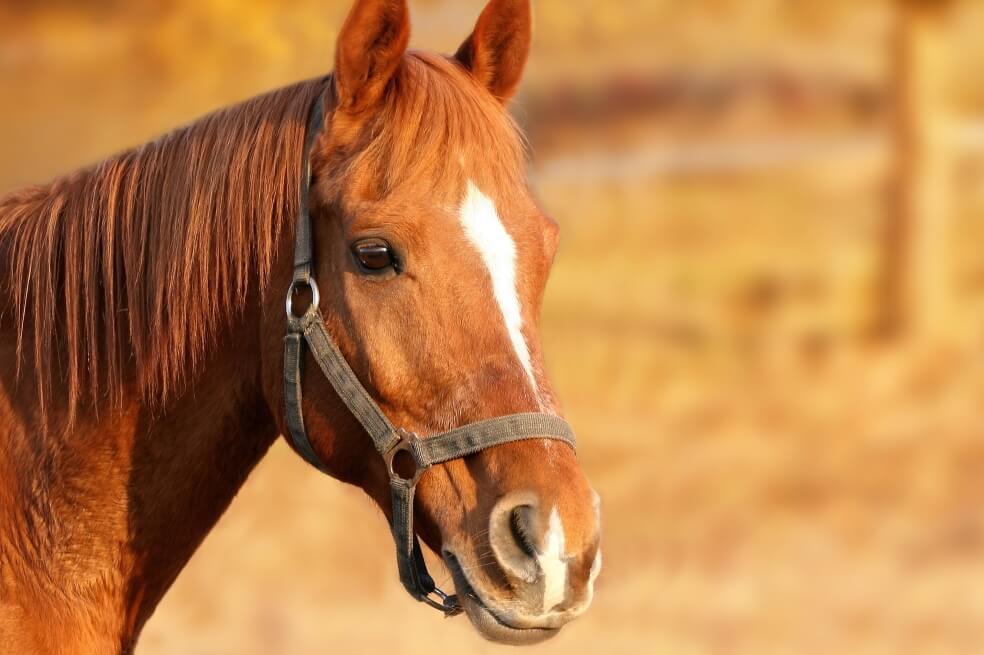 Los caballos, el futuro de los viñedos ecológicos en Francia