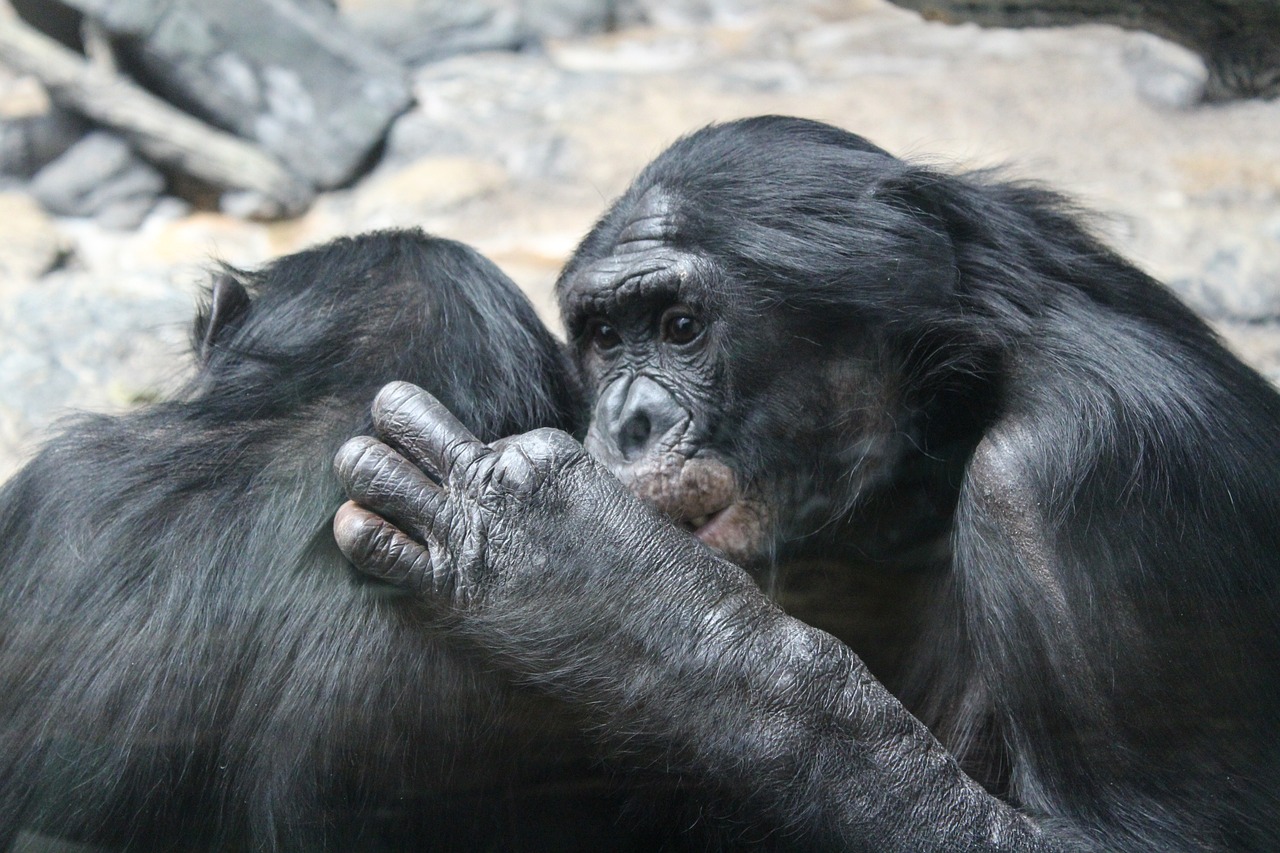 En video: graban un violento ataque de cinco hembras bonobo a un macho