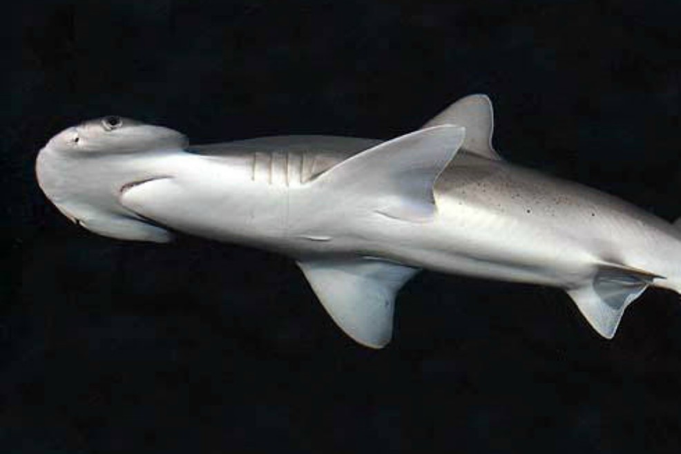Identifican a la primera especie de tiburón que también come vegetales