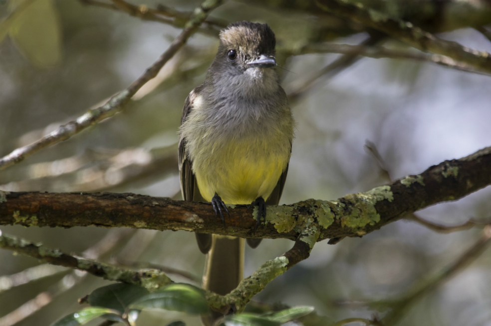 Colombia gana competencia en el Día Mundial de Avistamiento de Aves