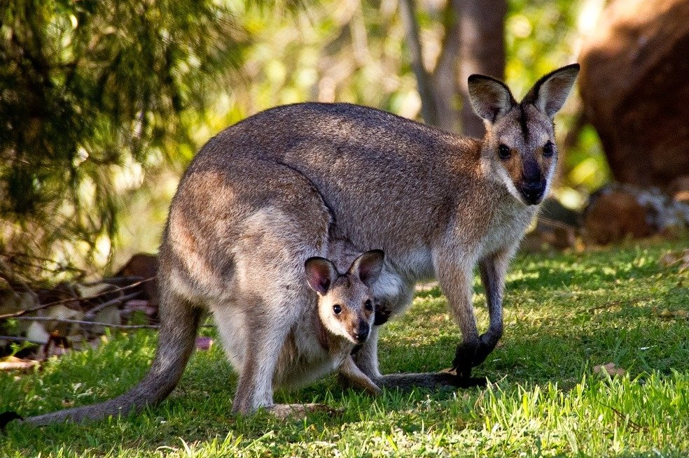 Los marsupiales serían los mamíferos más evolucionados